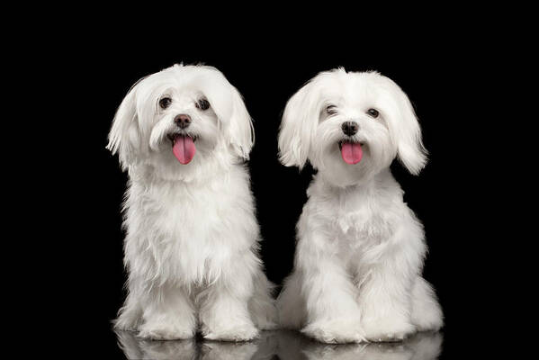 Maltese Art Print featuring the photograph Two Happy White Maltese Dogs Sitting, Looking in Camera isolated by Sergey Taran
