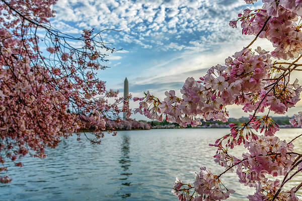 Washington Monument Art Print featuring the photograph Washington Monument through Cherry Blossoms by Thomas R Fletcher