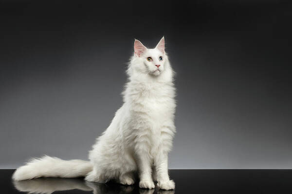 White Art Print featuring the photograph White Huge Maine Coon Cat on Gray Background by Sergey Taran
