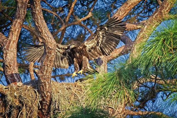 Eagle Art Print featuring the photograph Young Eagle on Nest by Ronald Lutz