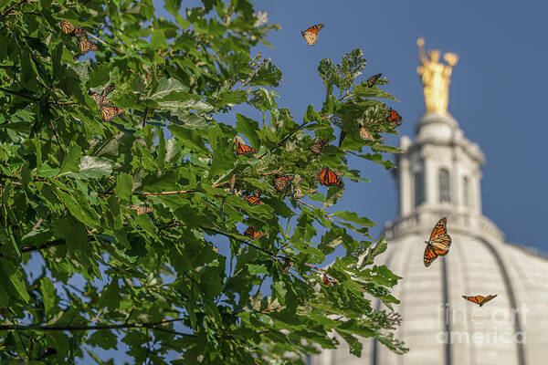 Monarchs Art Print featuring the photograph Monarchs Migrating Through Madison by Amfmgirl Photography