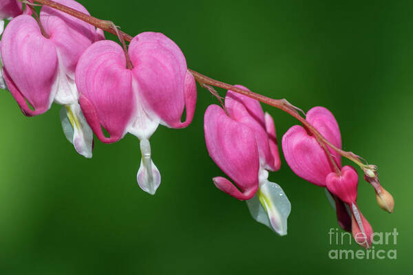 Bleeding Hearts Art Print featuring the photograph Bleeding Hearts by Amfmgirl Photography