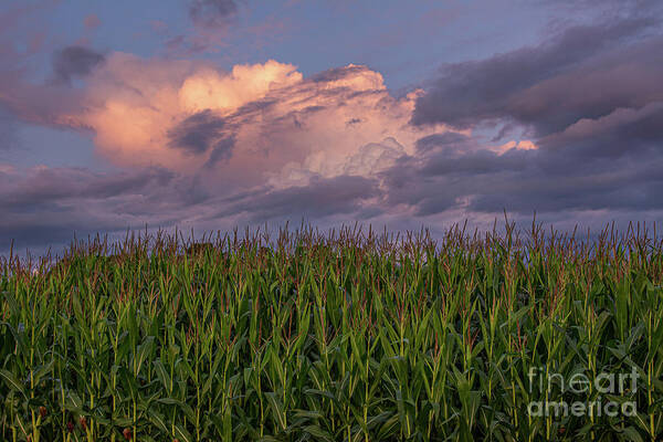 Clouds Art Print featuring the photograph Clouds 'n' Corn by Amfmgirl Photography
