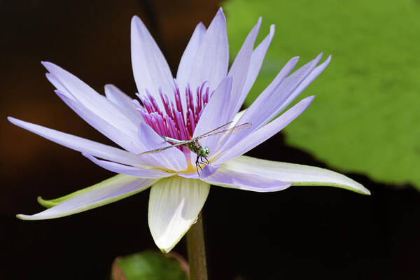 Florida Art Print featuring the photograph Resting Dragonfly by Dawn Currie