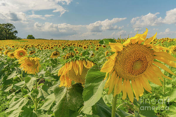 Sunflowers Art Print featuring the photograph Scenic Sunflowers by Amfmgirl Photography