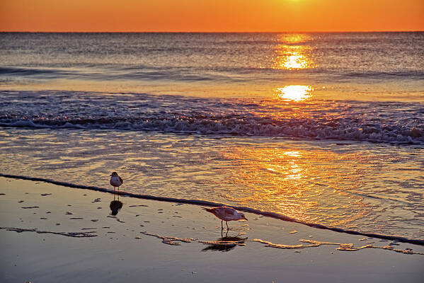 Seagulls Sunrise Beach Ga Georgia Tybee Waves Water Ocean Art Print featuring the photograph Seagull Sunrise - Tybee Island Beach sunrise by Peter Herman