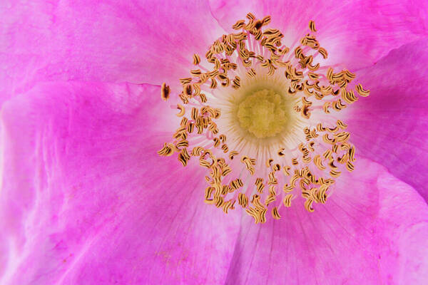 Maine Art Print featuring the photograph Seaside Rose by Dawn Currie