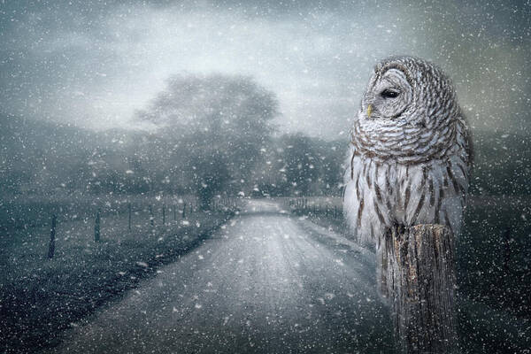 Owl Art Print featuring the photograph The First Breath Of Winter by Jai Johnson