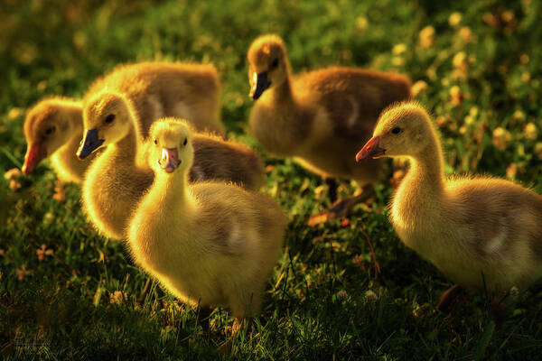 Goslings Geese Canada Geese Goose Grass Flowers Spring Green Yellow Wildlife Stoughton Wi Wisconsin Ducklings Art Print featuring the photograph Wild yellow goslings in springtime grass and flowers by Peter Herman