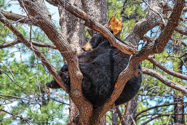 Black Bear Art Print featuring the photograph Black Bear In A Tree #1 by Jim Vallee