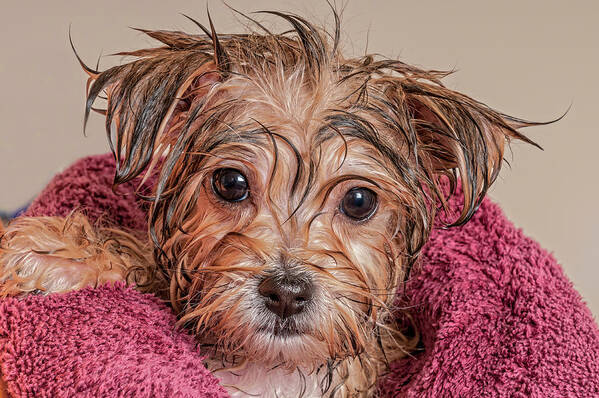 Dog Art Print featuring the photograph Puppy Getting Dry After His Bath #1 by Jim Vallee
