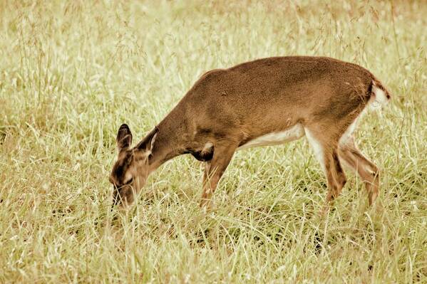 White-tailed Deer Art Print featuring the photograph A Doe A Deer by M Three Photos