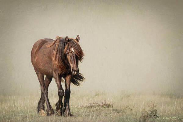 Horse Art Print featuring the photograph Alone I Wander - Horse Art by Lisa Saint