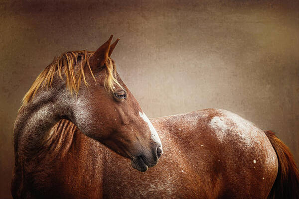 Horse Art Print featuring the photograph Avery - Horse Art by Lisa Saint