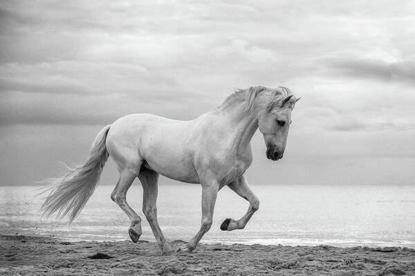 Photographs Art Print featuring the photograph Baron II - Horse Art by Lisa Saint