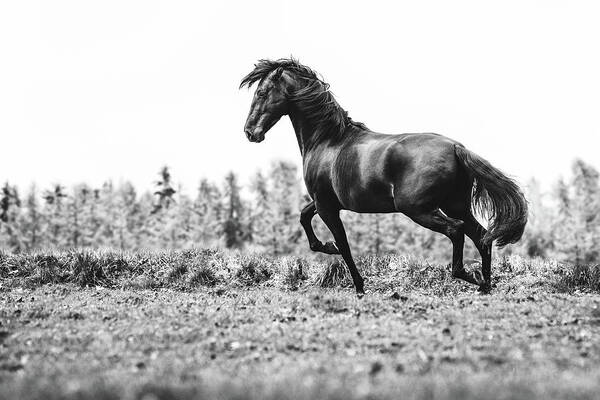Photographs Art Print featuring the photograph Believe III - Horse Art by Lisa Saint