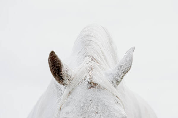 Photographs Art Print featuring the photograph Divided Attention - Horse Art by Lisa Saint