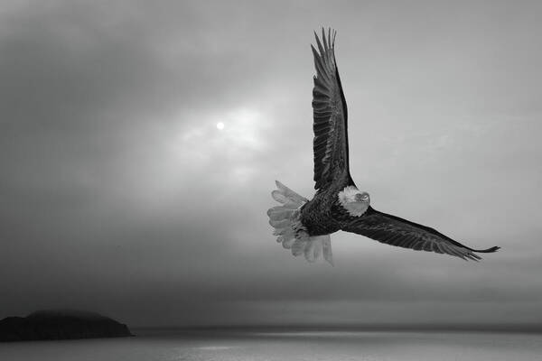 Newfoundland Art Print featuring the photograph Eagle in the gray Newfoundland light by Murray Rudd