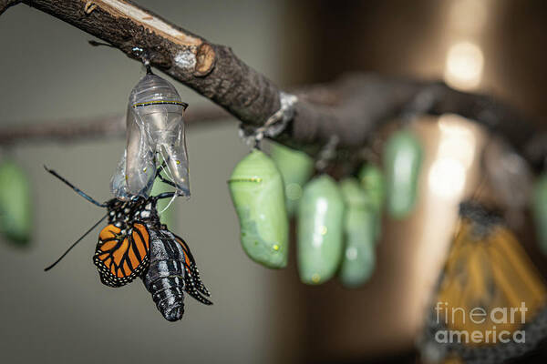Emerging Art Print featuring the photograph Emerging Butterfly by Amfmgirl Photography