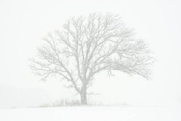 Oak Art Print featuring the photograph Fade to White - Isolated lonely oak tree in a Wisconsin winter snowstorm by Peter Herman