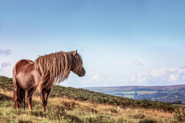 Photographs Art Print featuring the photograph Favourite Daydream - Horse Art by Lisa Saint