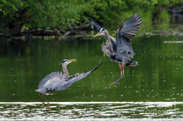 Heron Art Print featuring the photograph Great Blue Heron Battle by Kristine Anderson