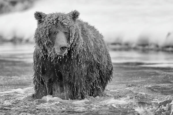 Canada Art Print featuring the photograph Grizzly bear eyeballing a fish and a photographer - monochrome by Murray Rudd