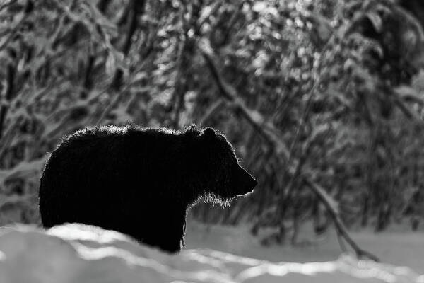 Canada Art Print featuring the photograph Grizzly bear silhouette by Murray Rudd