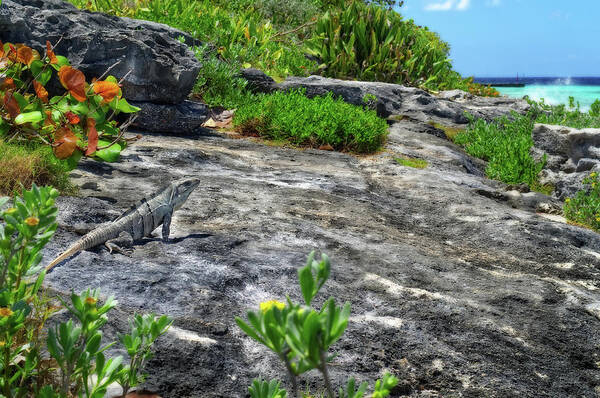 Cozumel Art Print featuring the photograph Iguana basking on tropical Cozumel beach by Peter Herman