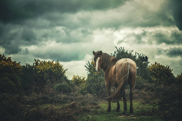 New Forest Pony Art Print featuring the photograph I'll wait for you by Lisa Saint