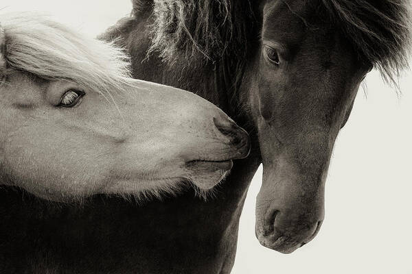 Photographs Art Print featuring the photograph J'adore II - Horse Art by Lisa Saint