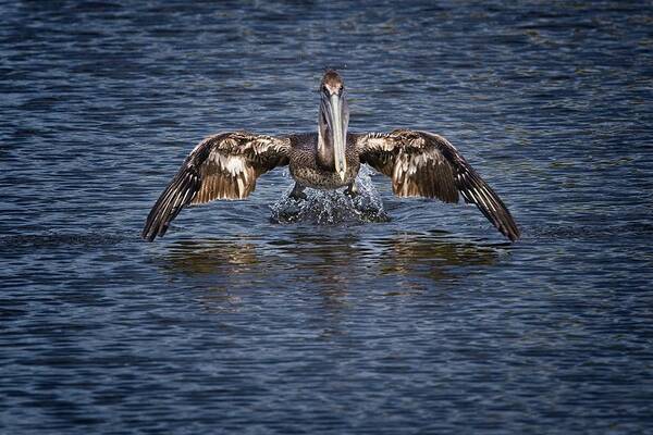 Brown Pelican Art Print featuring the photograph Liftoff by Ronald Lutz
