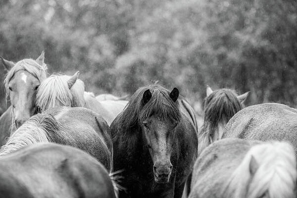 Photographs Art Print featuring the photograph Lost in a crowd II - Horse Art by Lisa Saint