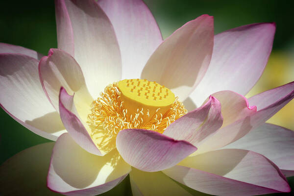 Flower Art Print featuring the photograph Lotus Flower Bloom by Gary Geddes