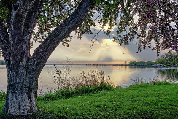 Monona Art Print featuring the photograph Magnificent Monona Bay Morning - flowering cherry tree at sunrise over bay by Peter Herman