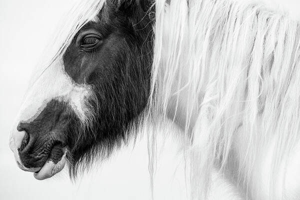 Horse Art Print featuring the photograph Niall - Horse Art by Lisa Saint