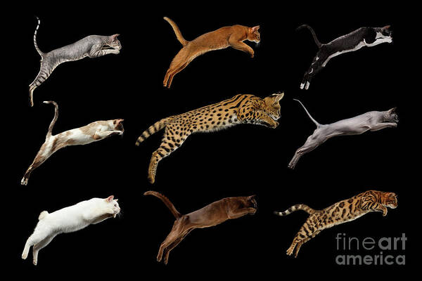 Cat Art Print featuring the photograph Nine Cats by Sergey Taran
