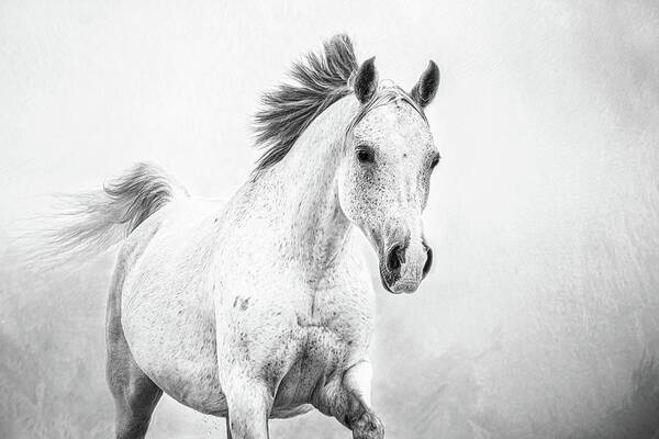 Photographs Art Print featuring the photograph Novalie III - Horse Art by Lisa Saint