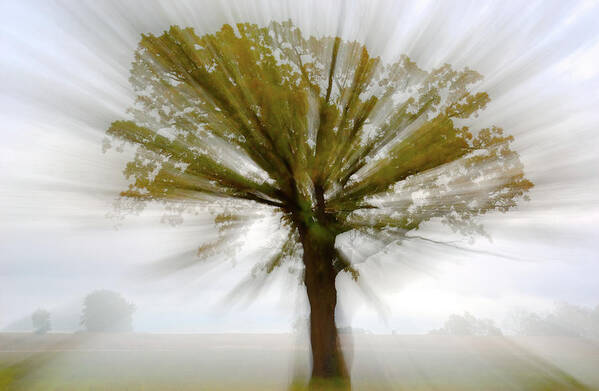 Oak Art Print featuring the photograph Oakburst - zoom during exposure of an autumn oak by Peter Herman