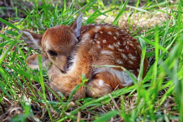 Deer Art Print featuring the photograph Oh Deer - newborn fawn curled up in the grass by Peter Herman