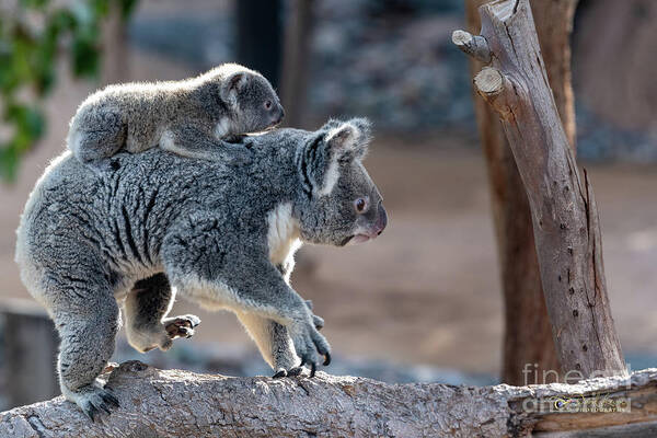 San Diego Zoo Art Print featuring the photograph Piggy Back Rides by David Levin