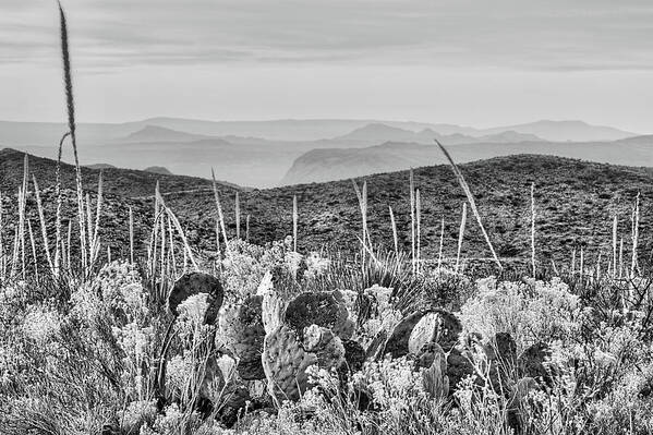 Big Bend Art Print featuring the photograph Purple Mountains Majesty Black and White by JC Findley
