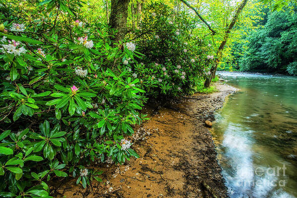 Elk River Art Print featuring the photograph Rhododendron Blooming along the Back Fork of Elk River by Thomas R Fletcher