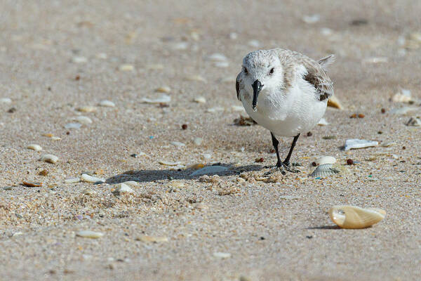 Brevard County Art Print featuring the photograph Sanderling Pause From Foraging by Dawn Currie