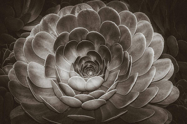 Spiritual Art Print featuring the photograph Santa Barbara Succulent#17 by Jennifer Wright