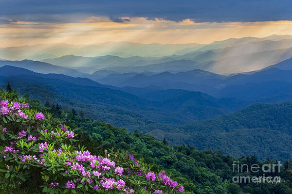 Smoky Mountains Art Print featuring the photograph Smoky Mountain Rhododendron by Theresa D Williams