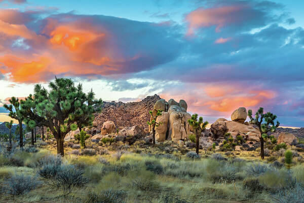 Desert Plants Art Print featuring the photograph Soft Sunset at Joshua Tree by Peter Tellone