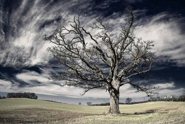 Oak Art Print featuring the photograph Static Motion - gnarly barren oak tree on rolling Wisconsin prairie with majestic sky - pseudo IR by Peter Herman