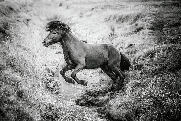 Photographs Art Print featuring the photograph The Leap II - Horse Art by Lisa Saint