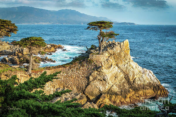 17 Mile Drive Art Print featuring the photograph The Lone Cypress by David Levin